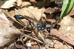 Eremnophila