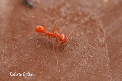 Dorymyrmex planidens