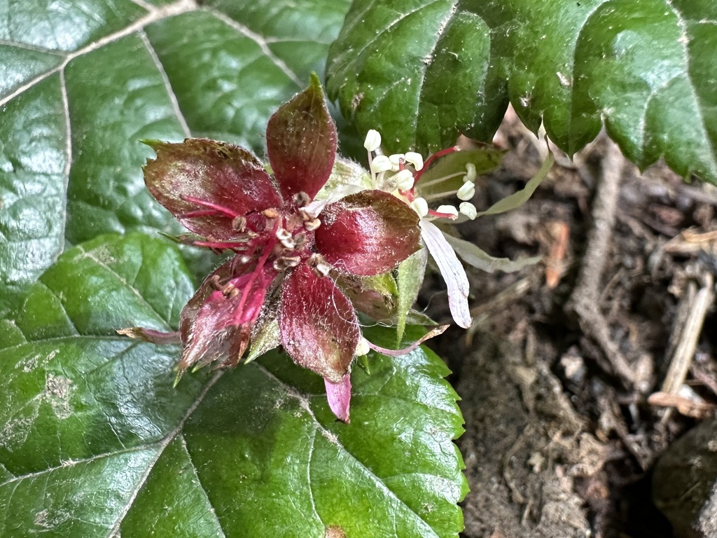 snow dwarf bramble