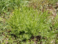 Scandix pecten-veneris