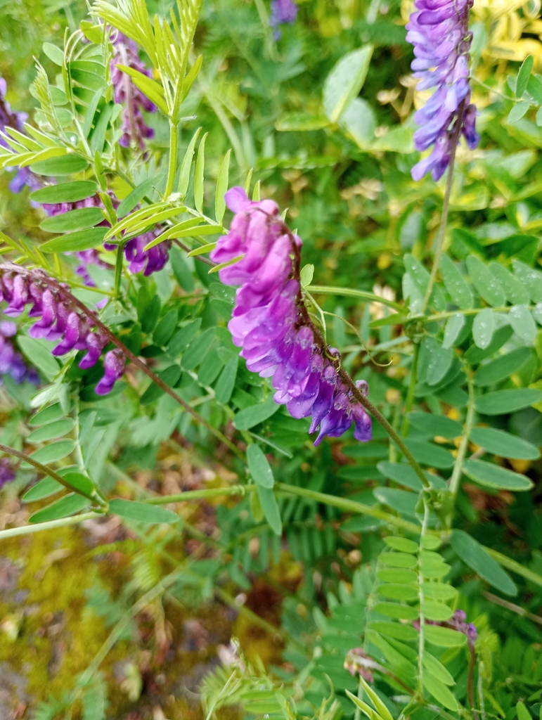 tufted vetch from Fulwood Asda, Fulwood, Preston PR2 9ZB, UK on May 26 ...