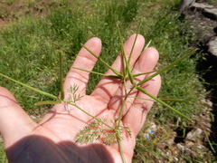 Scandix pecten-veneris