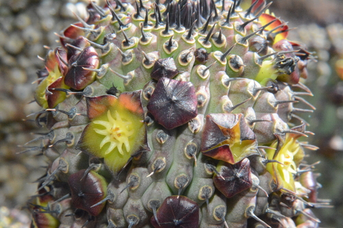 Yellow-flowered Ghaap (Hoodia flava)