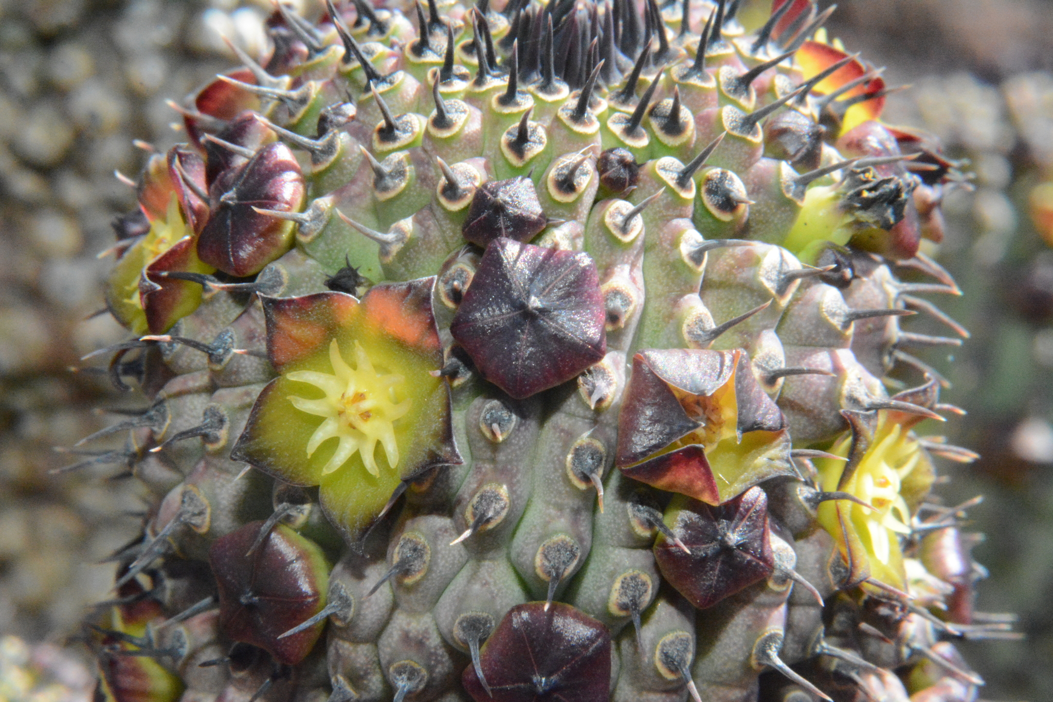 Hoodia flava