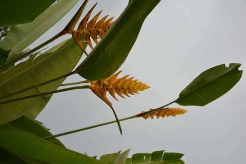 Heliconia librata (Heliconia librata)