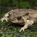 Asian Common Toad - Photo (c) Justin Chan, some rights reserved (CC BY-NC), uploaded by Justin Chan