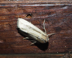 Leucania stenographa