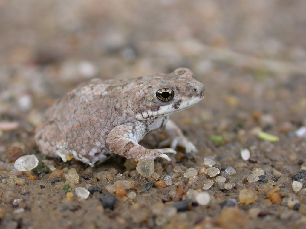 Lugh Toad