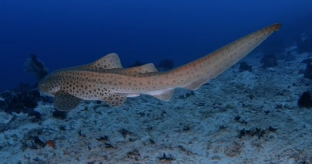 Zebra shark cruising over a rocky reef in blue water