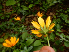 Coreopsis auriculata