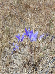 Brodiaea elegans elegans