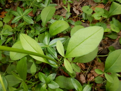 Coreopsis auriculata