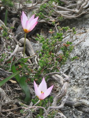 Tulipa cretica