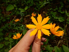 Coreopsis auriculata