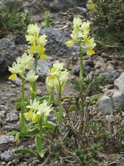 Orchis pauciflora