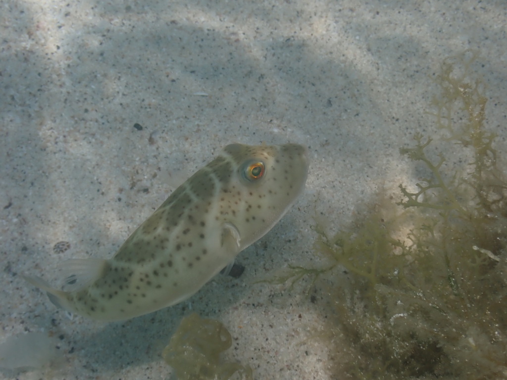 Ringkogelvis (Sphoeroides annulatus) — Tetraodontidae