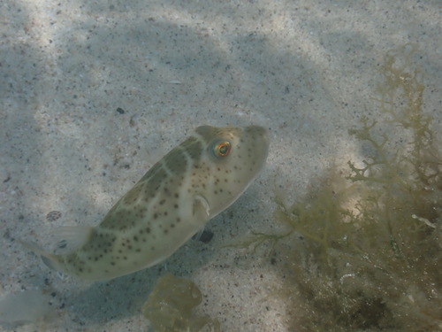 Photo of Bullseye puffer (Sphoeroides annulatus)