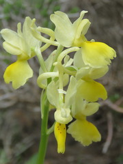 Orchis pauciflora