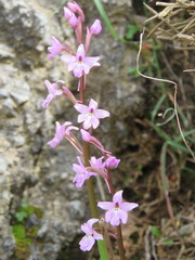 Orchis quadripunctata