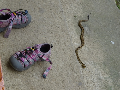 Central American Rattlesnake
