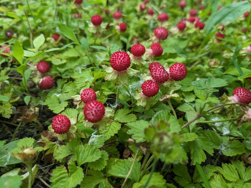 Lesser Mock-strawberry