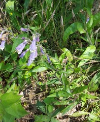 Penstemon hirsutus