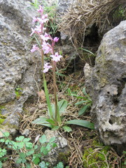 Orchis quadripunctata