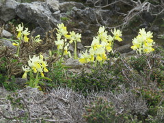 Orchis pauciflora