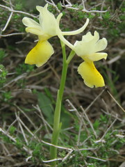 Orchis pauciflora