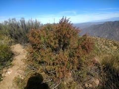 Acanthostyles buniifolius