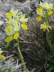 Orchis pauciflora