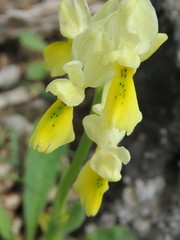 Orchis pauciflora