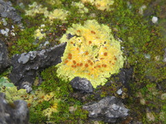 Gyalolechia fulgens