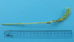 Discyphus scopulariae