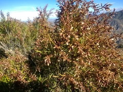 Acanthostyles buniifolius