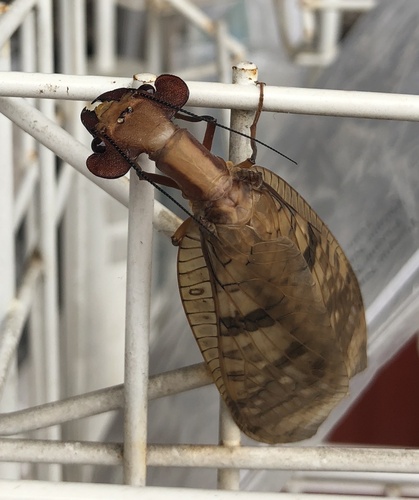 Platyneuromus soror