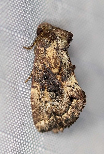 Elusa semipecten Swinhoe, 1901