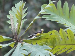 Myioborus ornatus