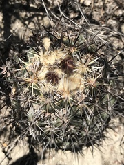 Coryphantha salinensis