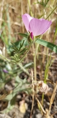 Clarkia amoena