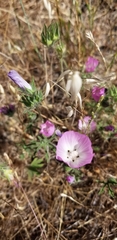 Clarkia amoena
