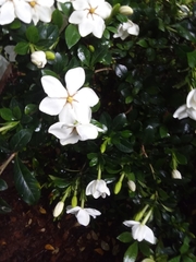 Gardenia jasminoides