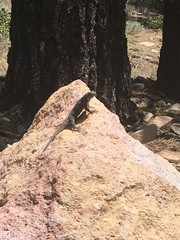 Sceloporus graciosus
