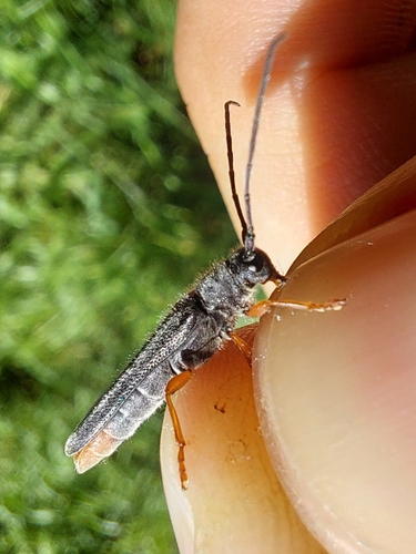 Oberea histrionis