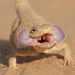 Secret Toadhead Agama - Photo (c) Leonid A. Neymark, some rights reserved (CC BY-NC), uploaded by Leonid A. Neymark
