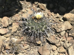 Thelocactus rinconensis
