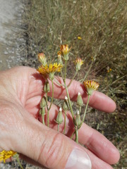 Crepis vesicaria