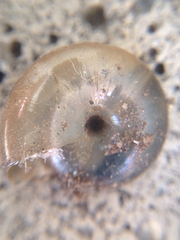 Oxychilus draparnaudi