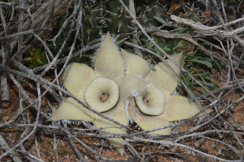 Orbea ciliata