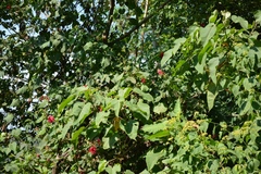 Hibiscus uncinellus